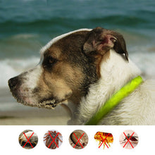 DOODA Pet Dog Flea Reprllent Collar Cat Health Supplies Safe Human Insect repellent Wristband