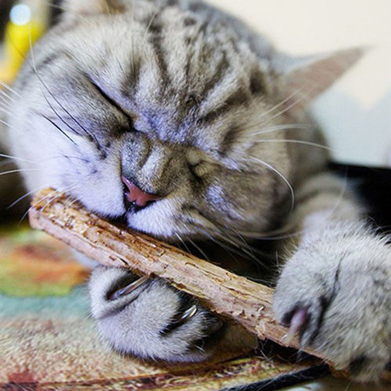 Catnip Teeth Cleaning Sticks (5PCS)