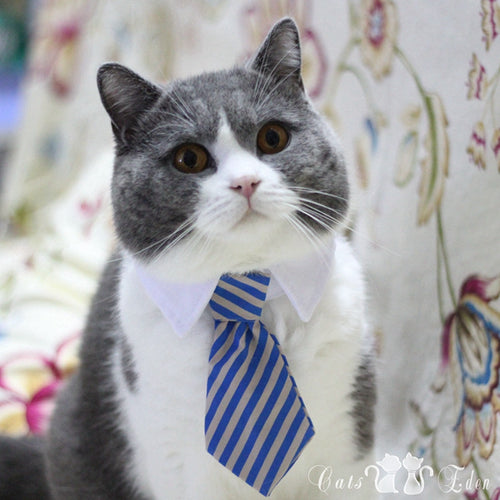 Cat Collar Dress Tie - Cat CEO