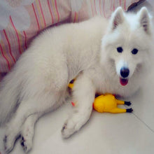 Yellow Shrilling Rubber Chicken Dog Toy
