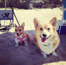 Welsh Corgi Dog Puppy Dog Wrap Ring