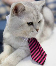 Cat Collar Dress Tie - Cat CEO