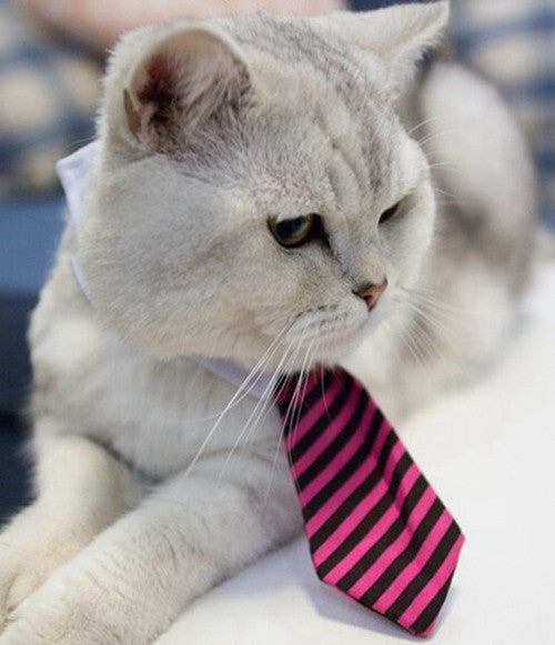Cat Collar Dress Tie - Cat CEO