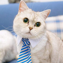 Cat Collar Dress Tie - Cat CEO