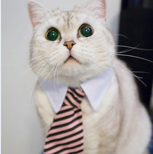 Cat Collar Dress Tie - Cat CEO